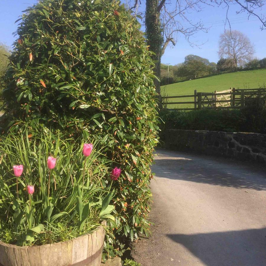 The Bakery Llanddeiniol Exterior foto